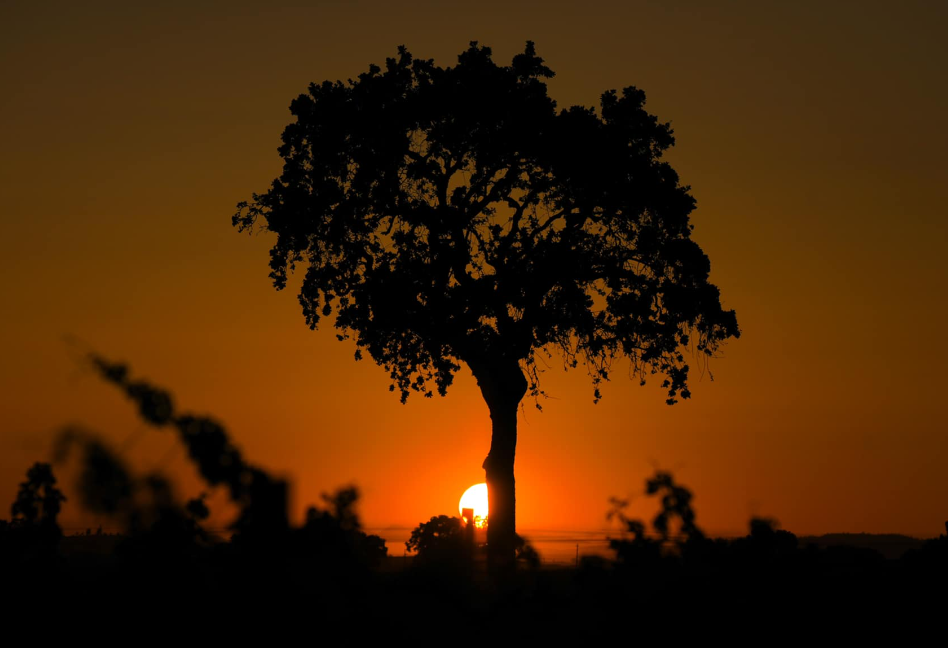 Paso Robles late spring sunset