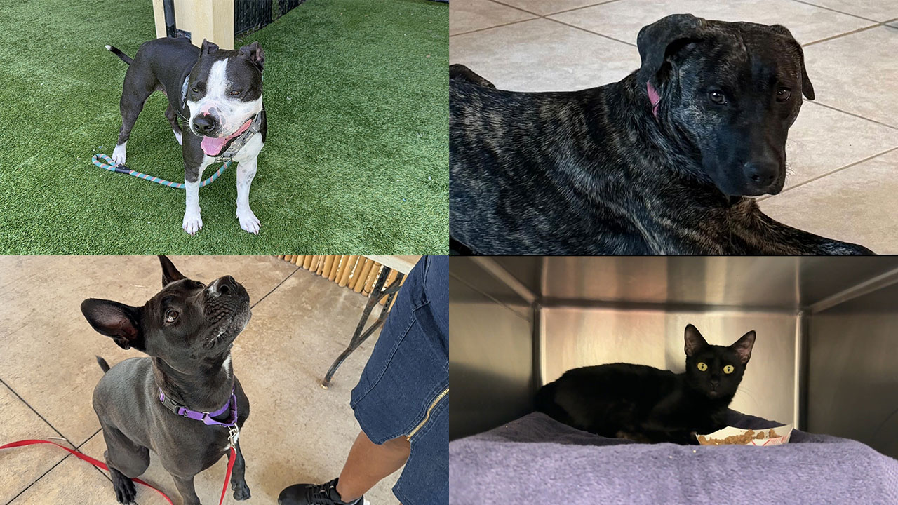 WPTV Underdogs July 21, 2025