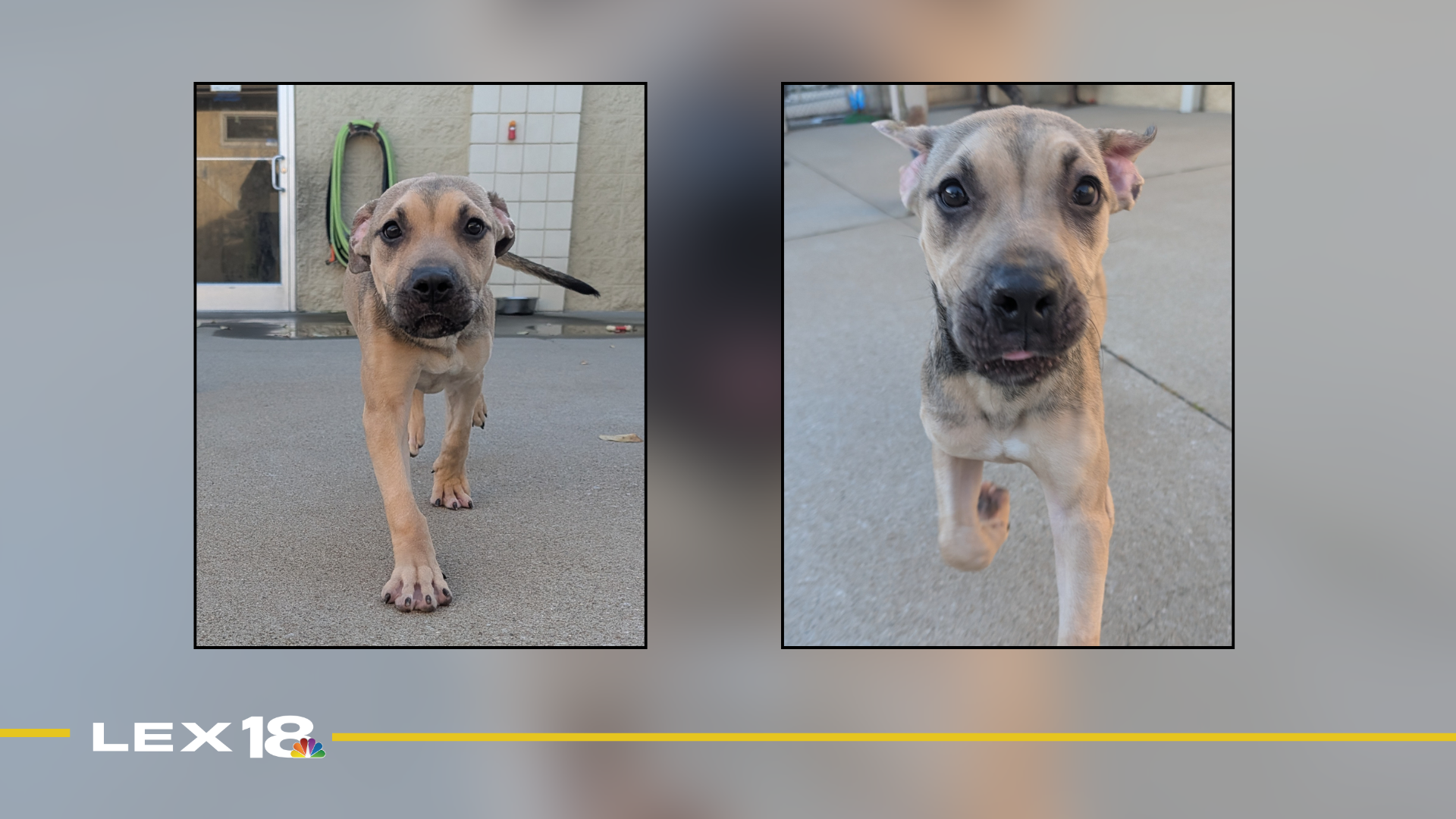 Featured Image Custom Edit (11).png