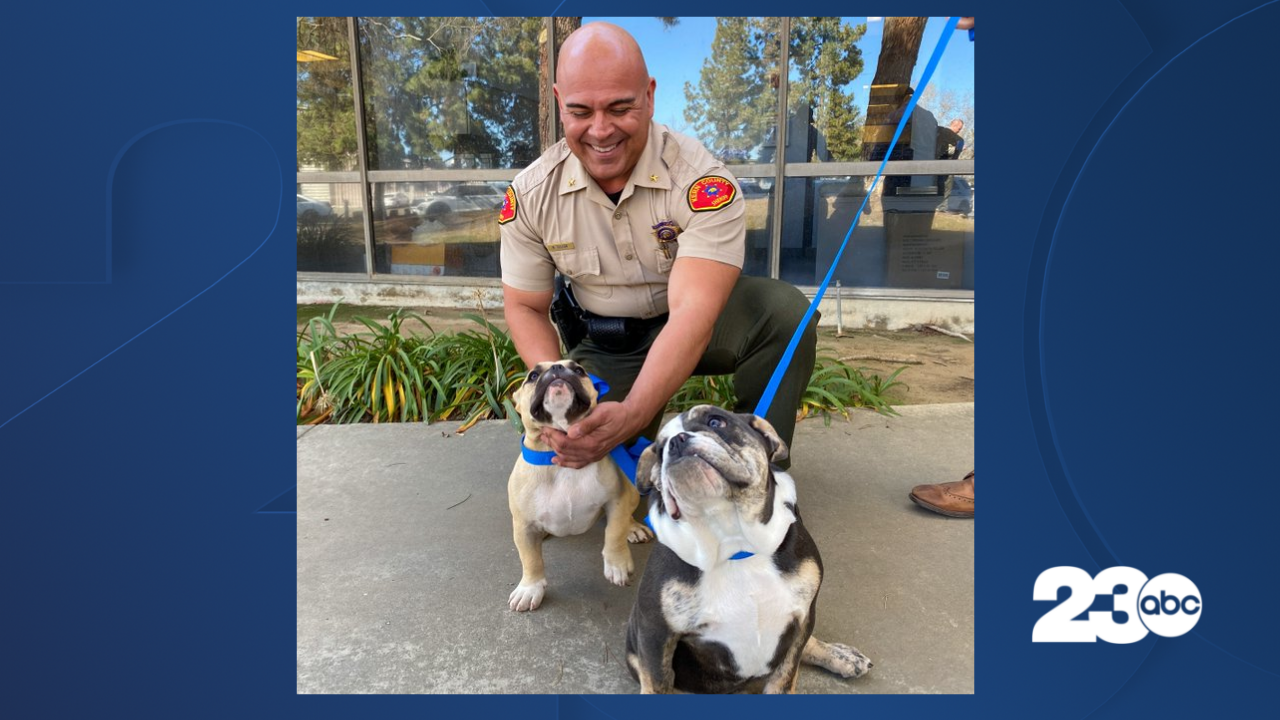 KCSO recovers two dogs stolen at gunpoint