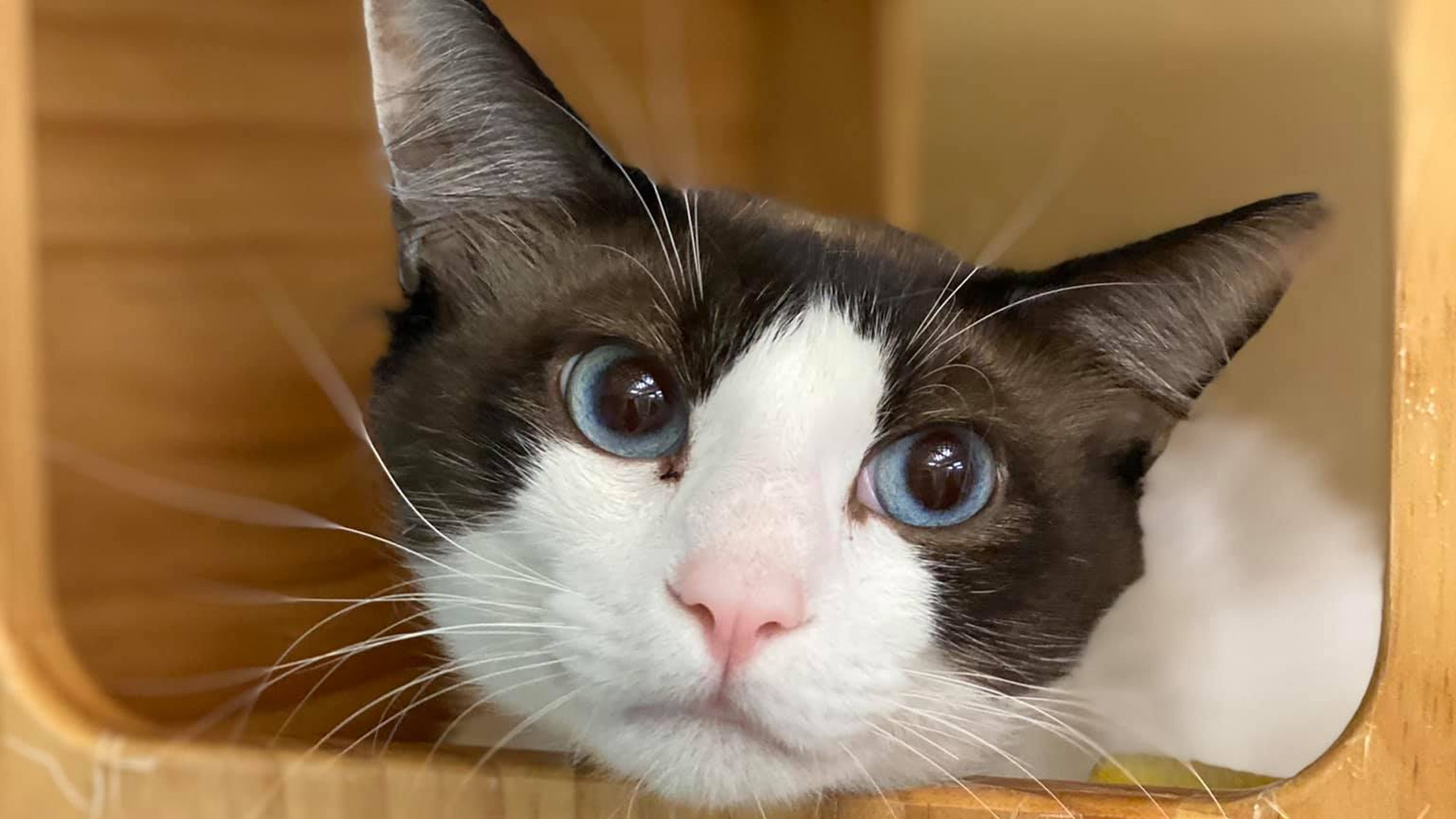 Cat adoptions