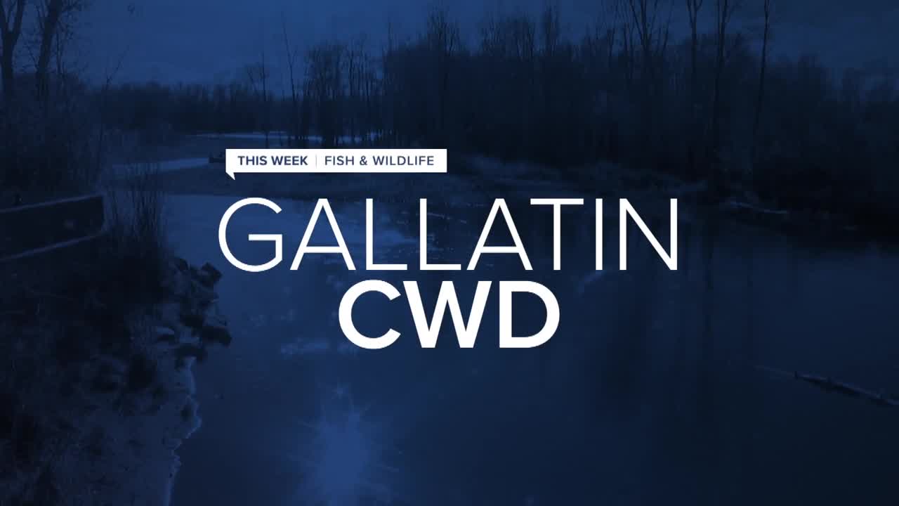 gallatin cwd slate.jpg