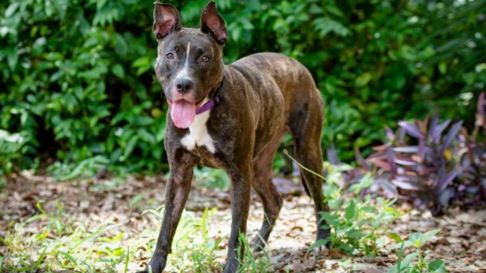 Nevaeh pet of the week