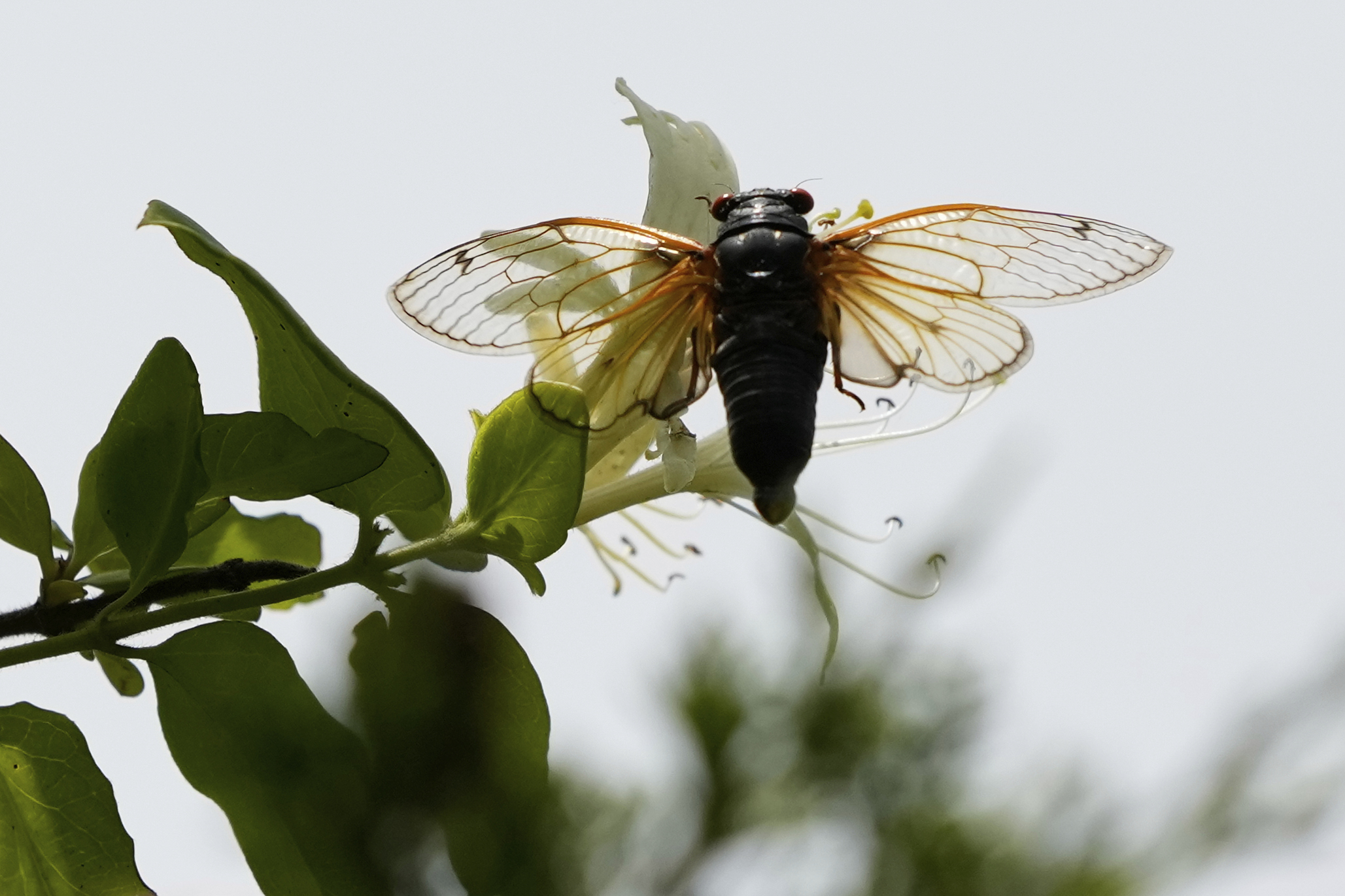 Cicada Invasion