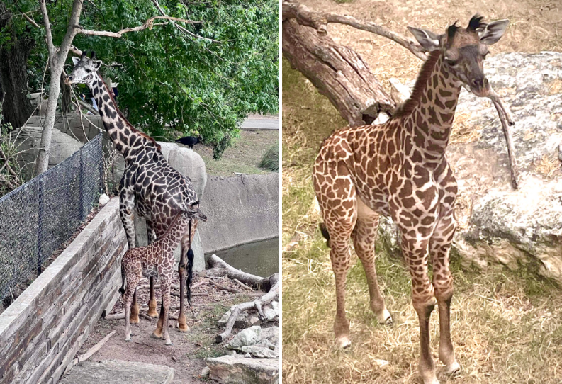 Zuri and Penelope.PNG