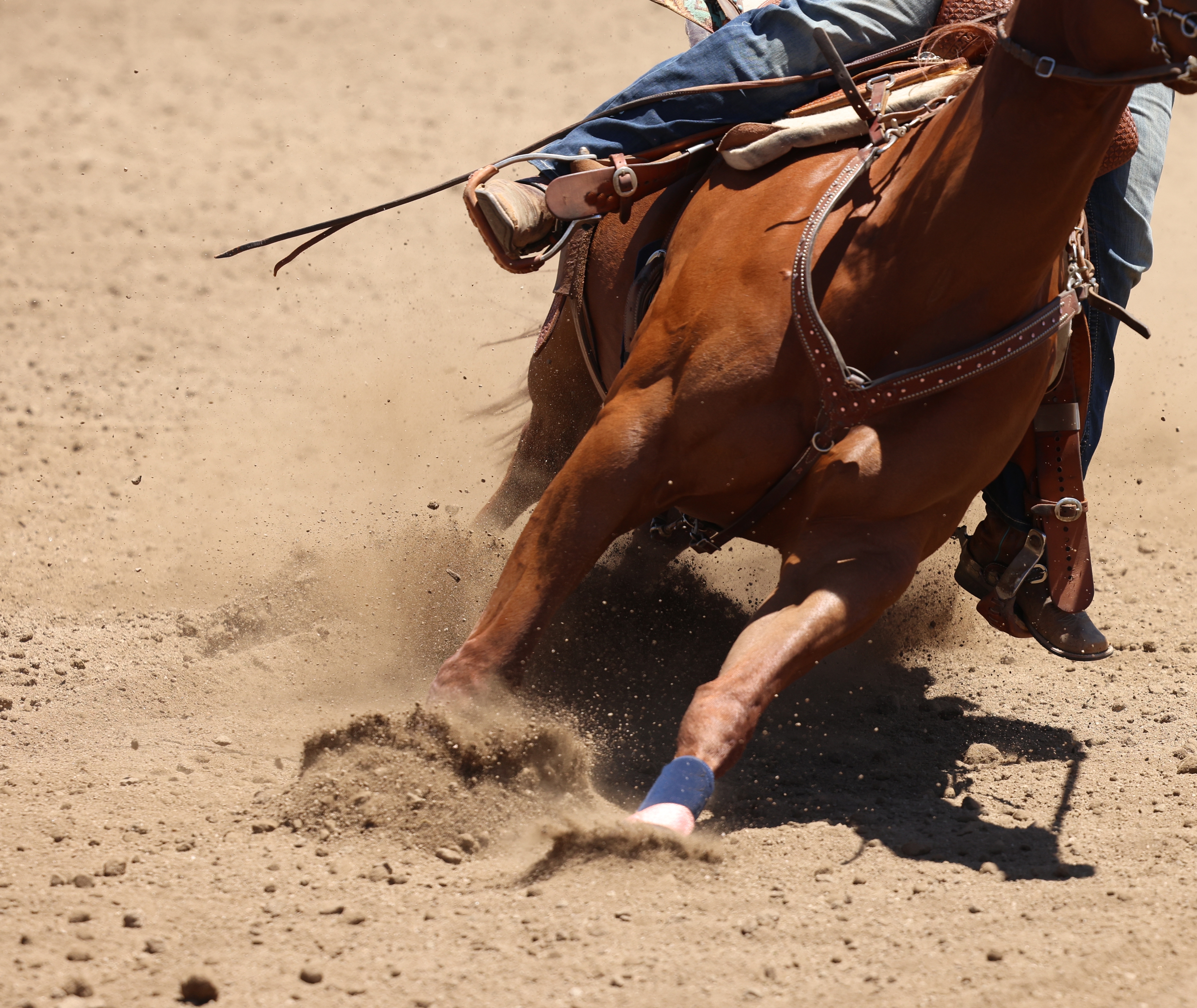 A close-up image of a horse. 
