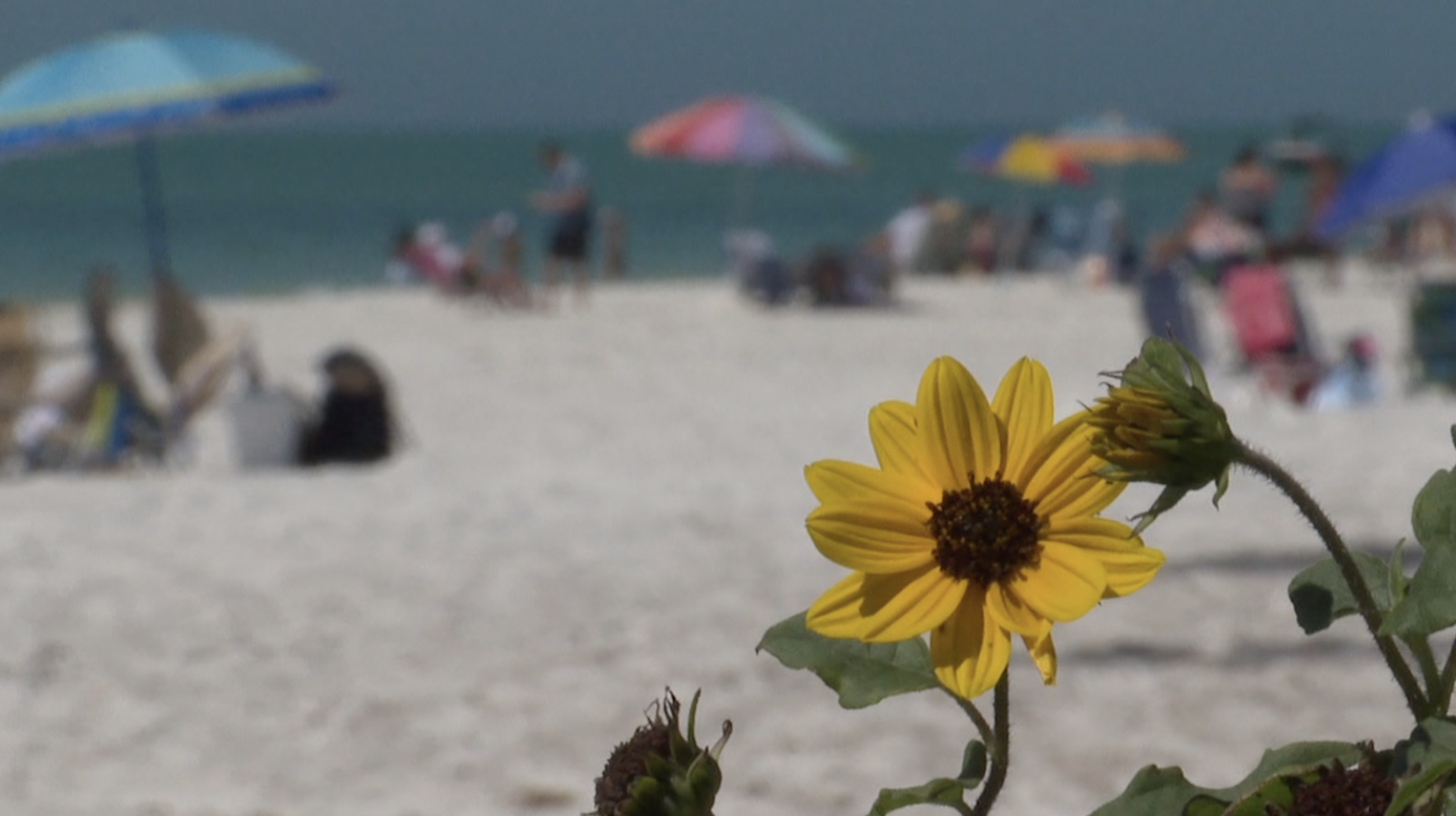 Flowers on beach