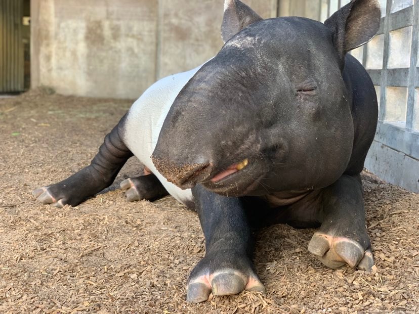 JonHi the Tapir!