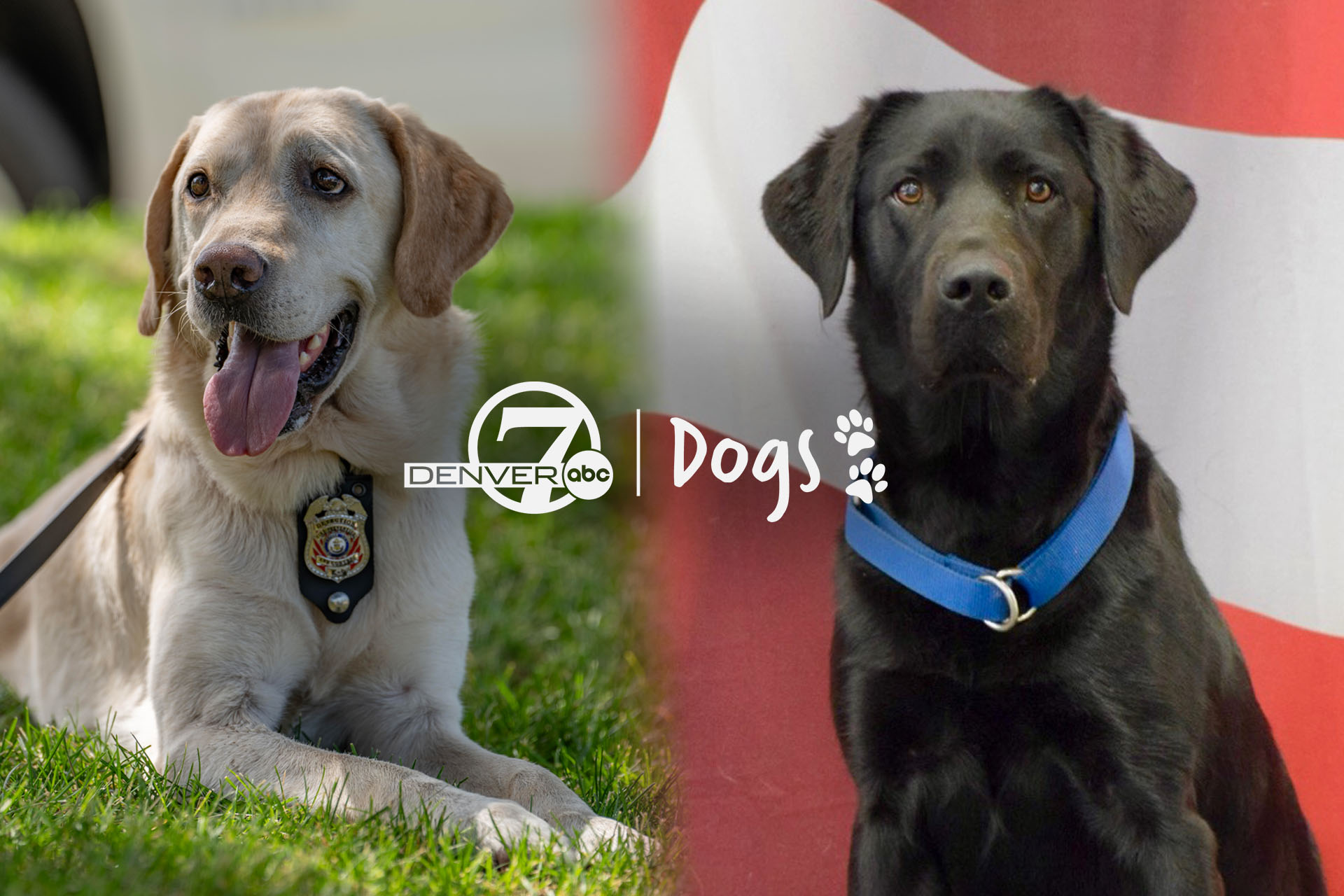 Denver7 Dogs- Fire investigator K9 retires as department welcomes new recruit named Waffle.jpg