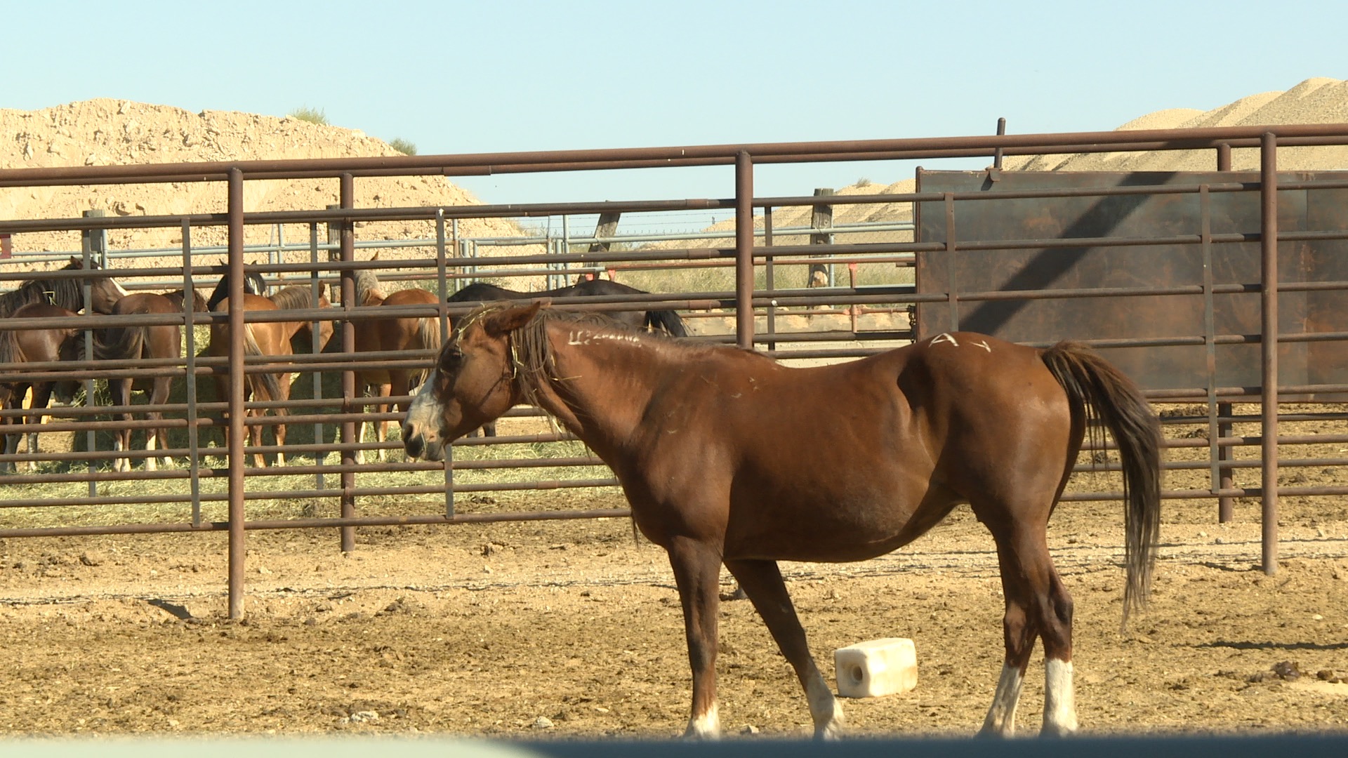 BLM Wild Horse and Burro corrals VIEW WILD HORSES WebPKG.jpg