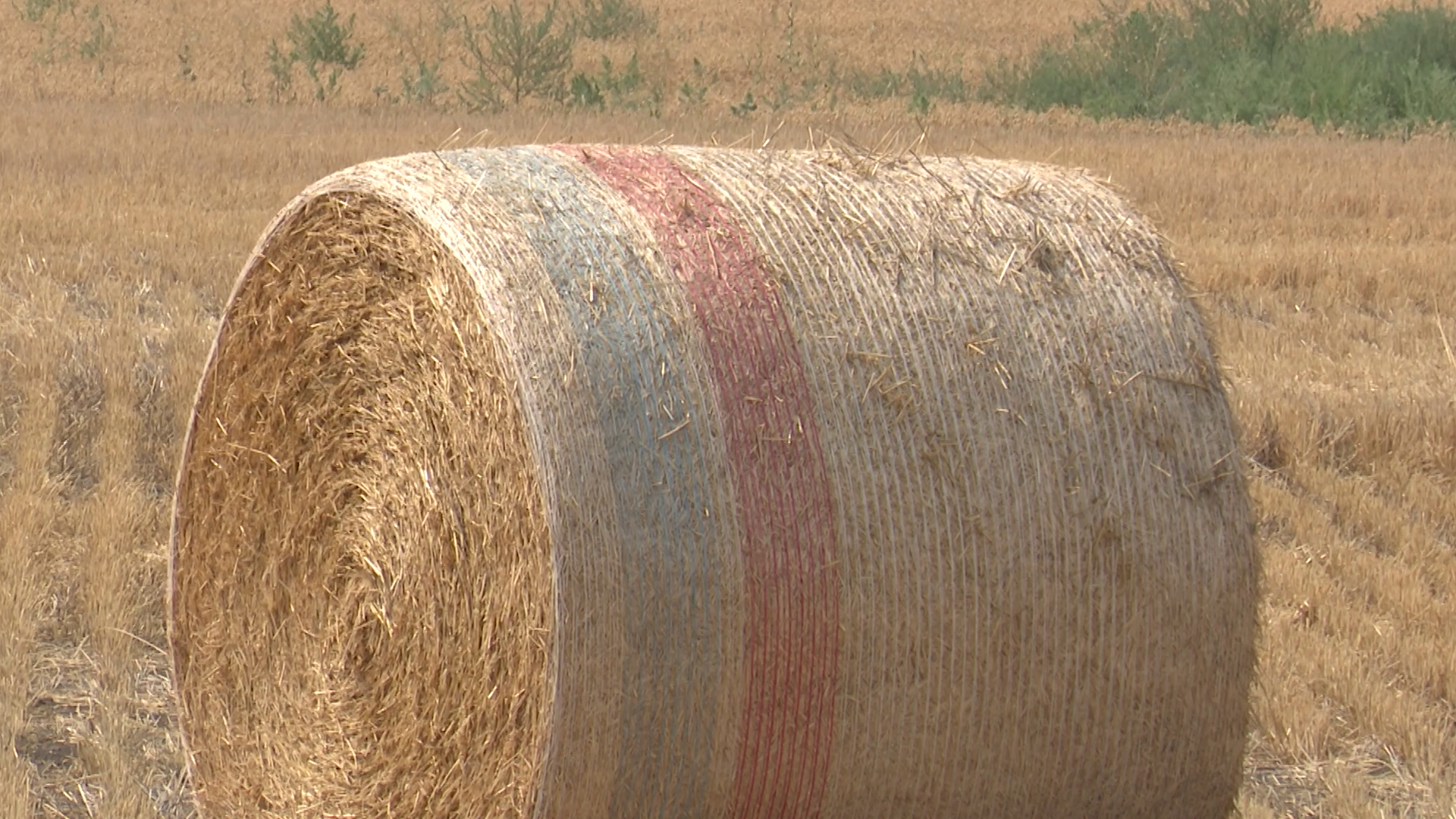 HAY