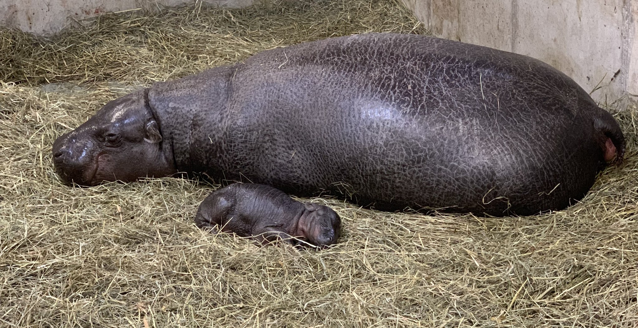 Newborn Pygmy Hippo and Mother at John Ball Zoo