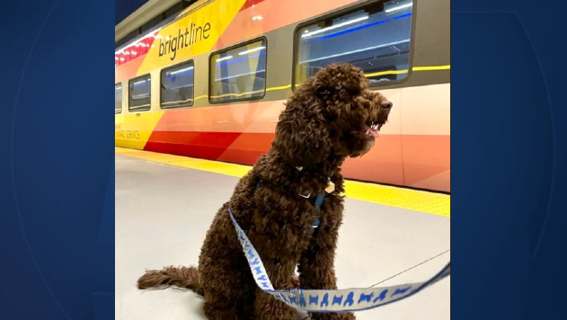 Brightline National Dog Day.PNG