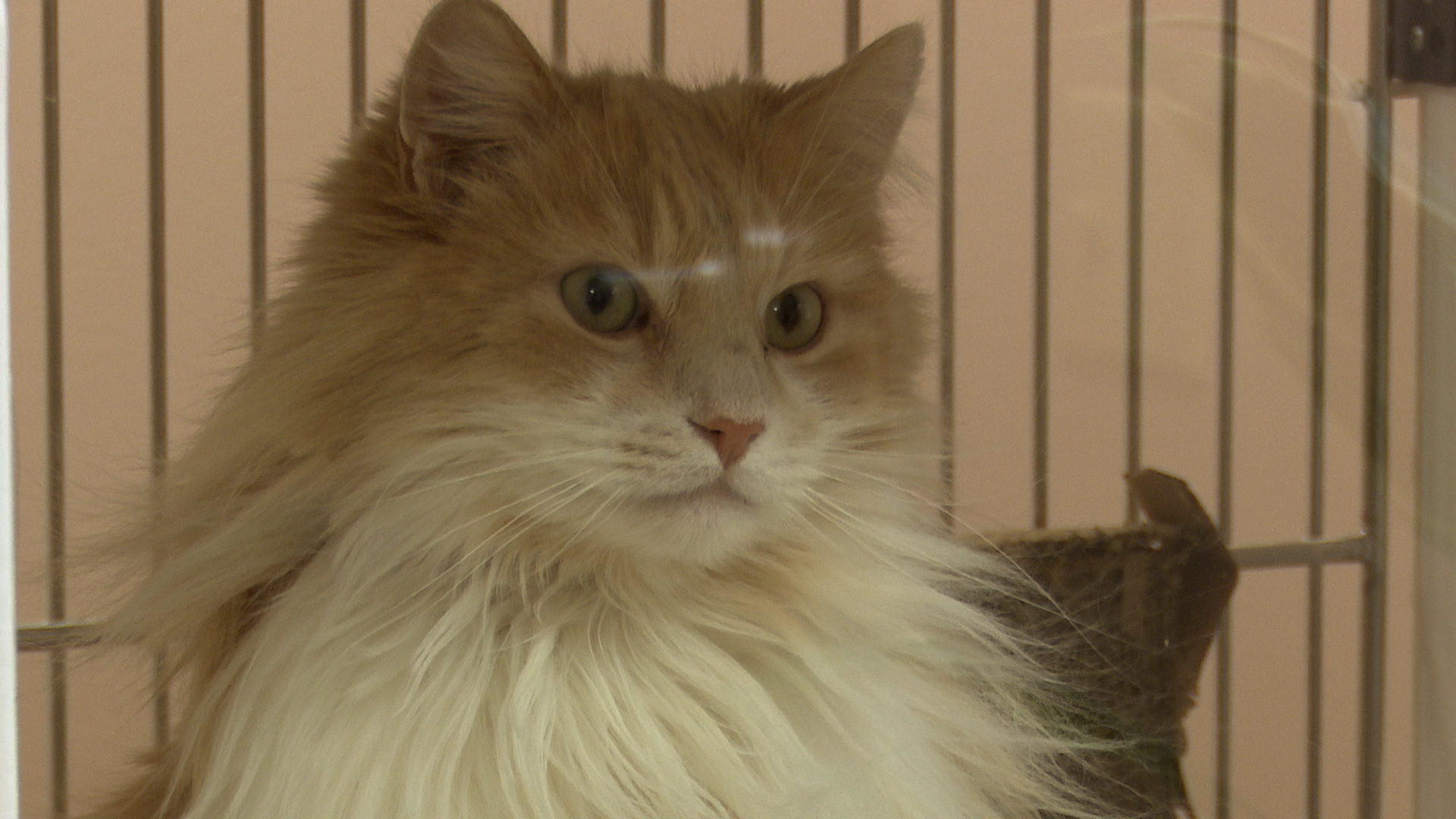 A cat available for adoption at the Great Falls Animal Shelter