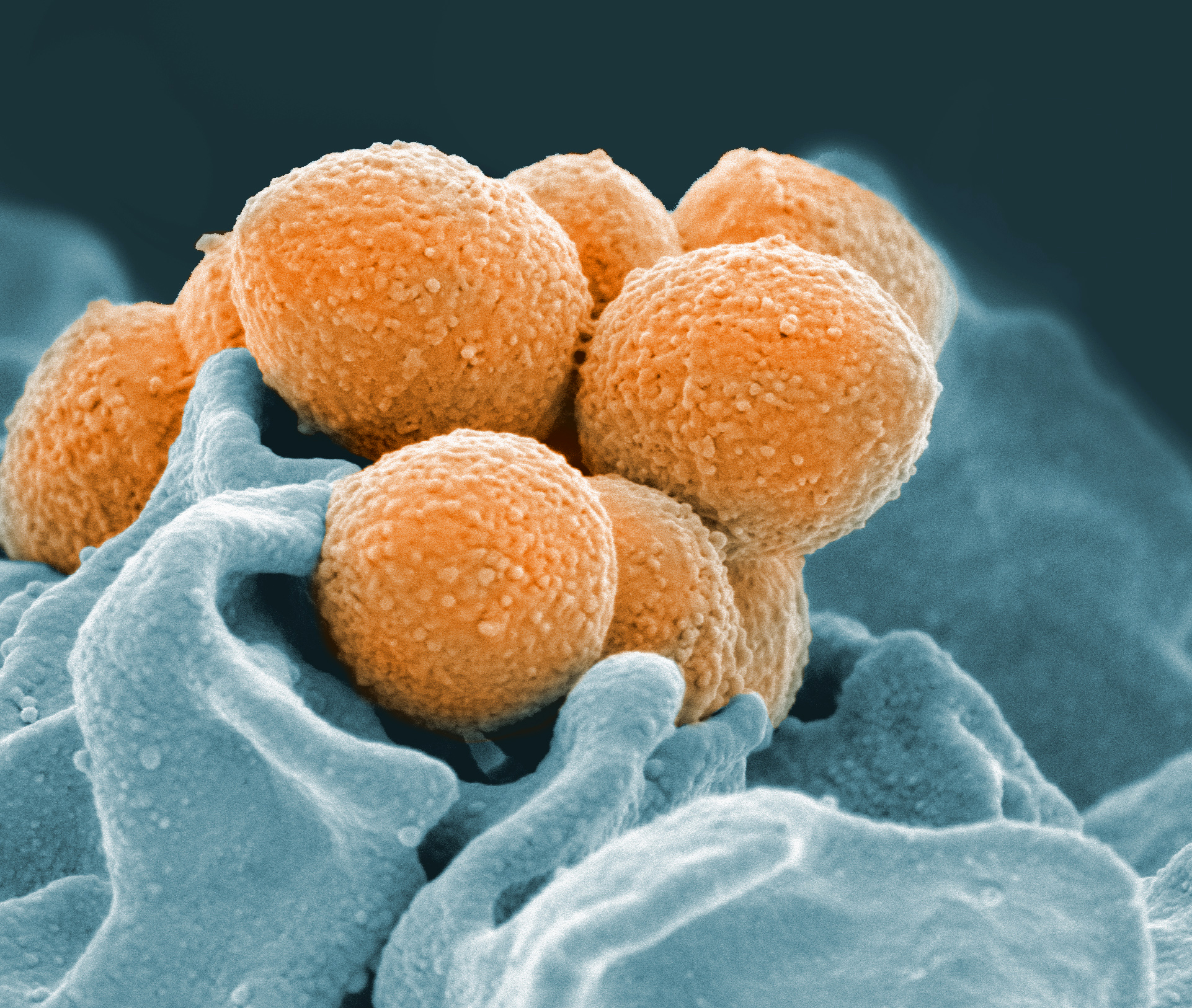 Evolving Strep