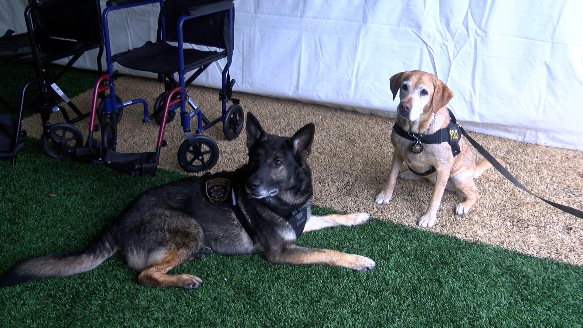 K9 DOGS.jpg