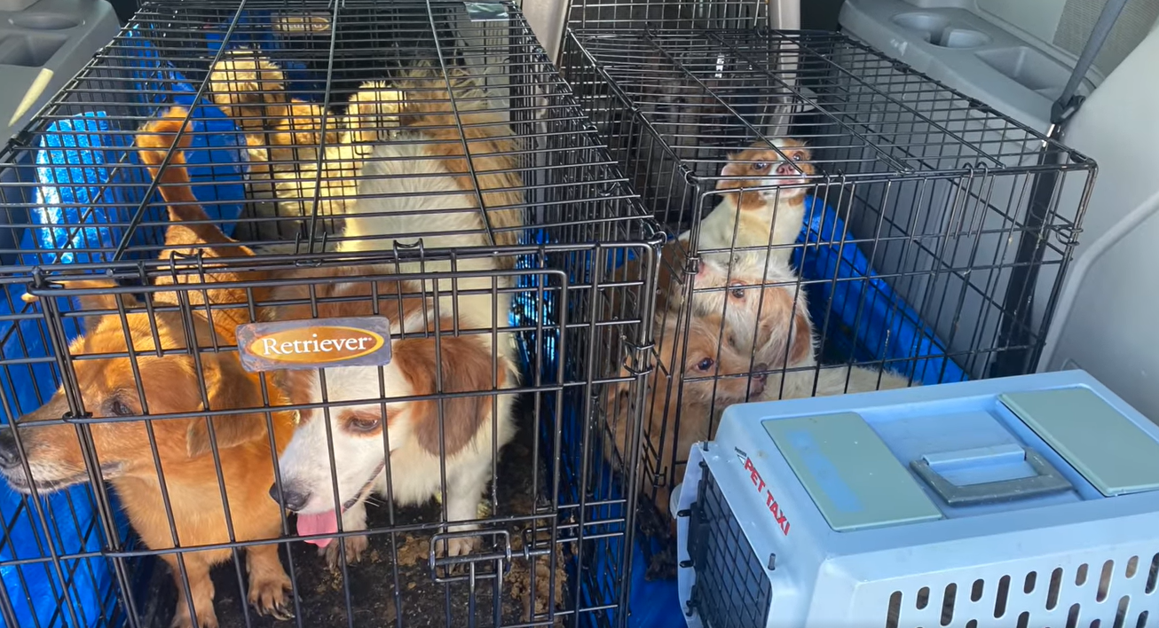 Virginia Beach SPCA 45 dogs.png