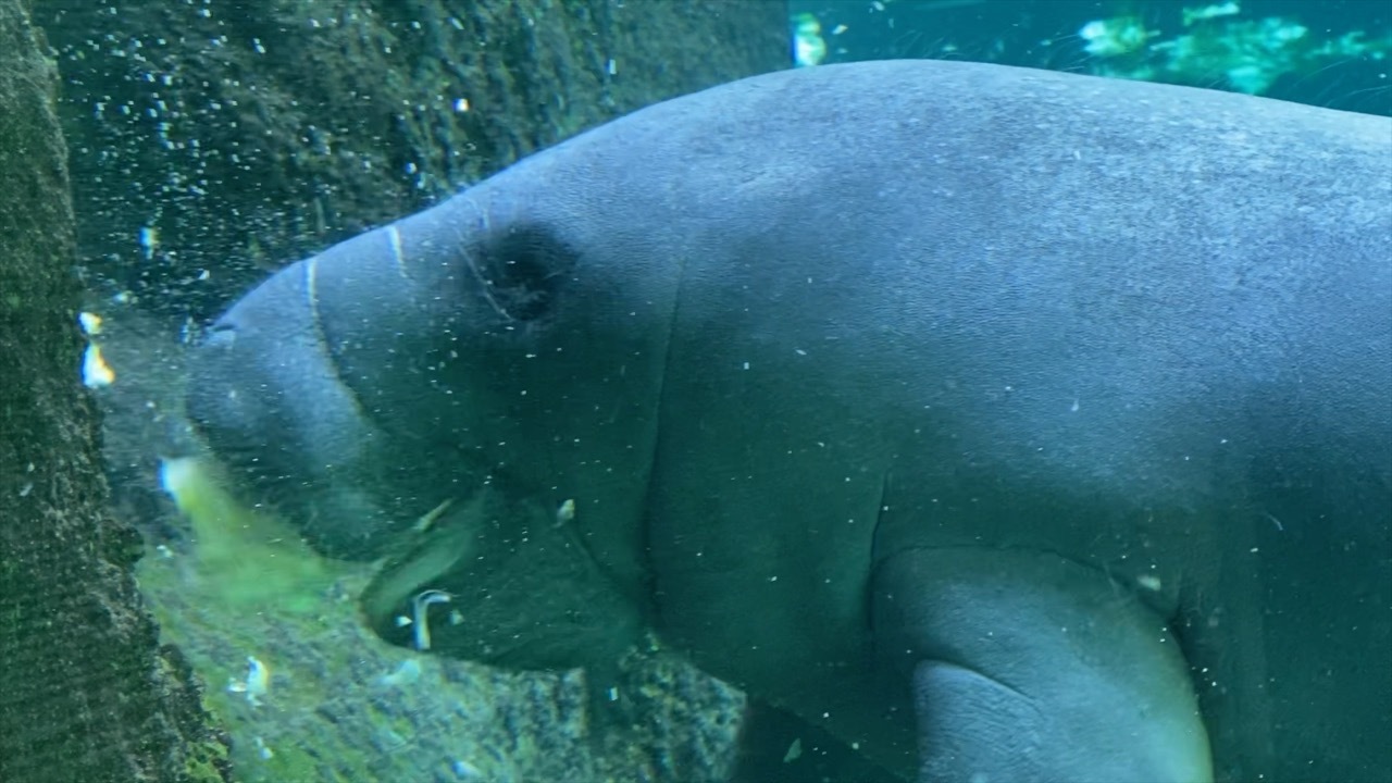 Florida Manatee