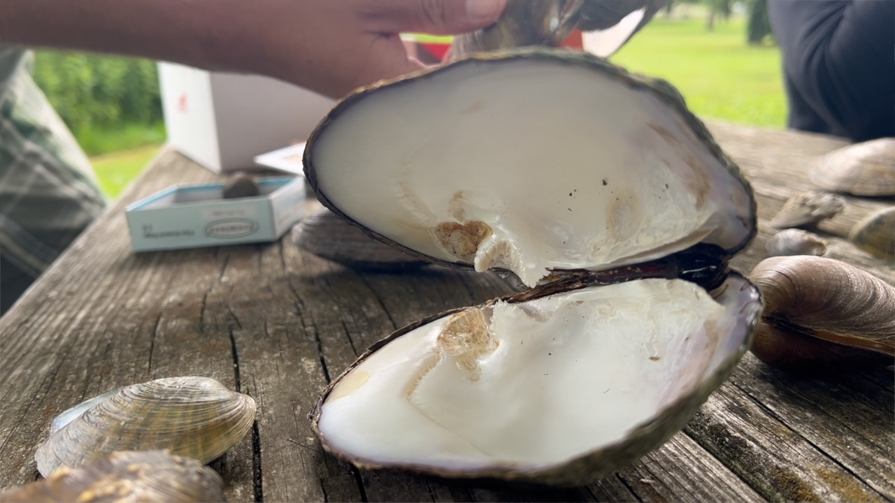 Grand River Mussel