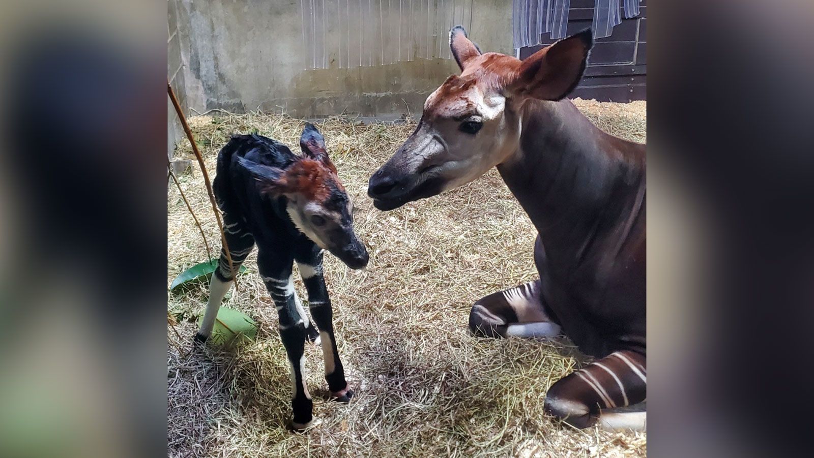 Cincinnati Zoo okapi