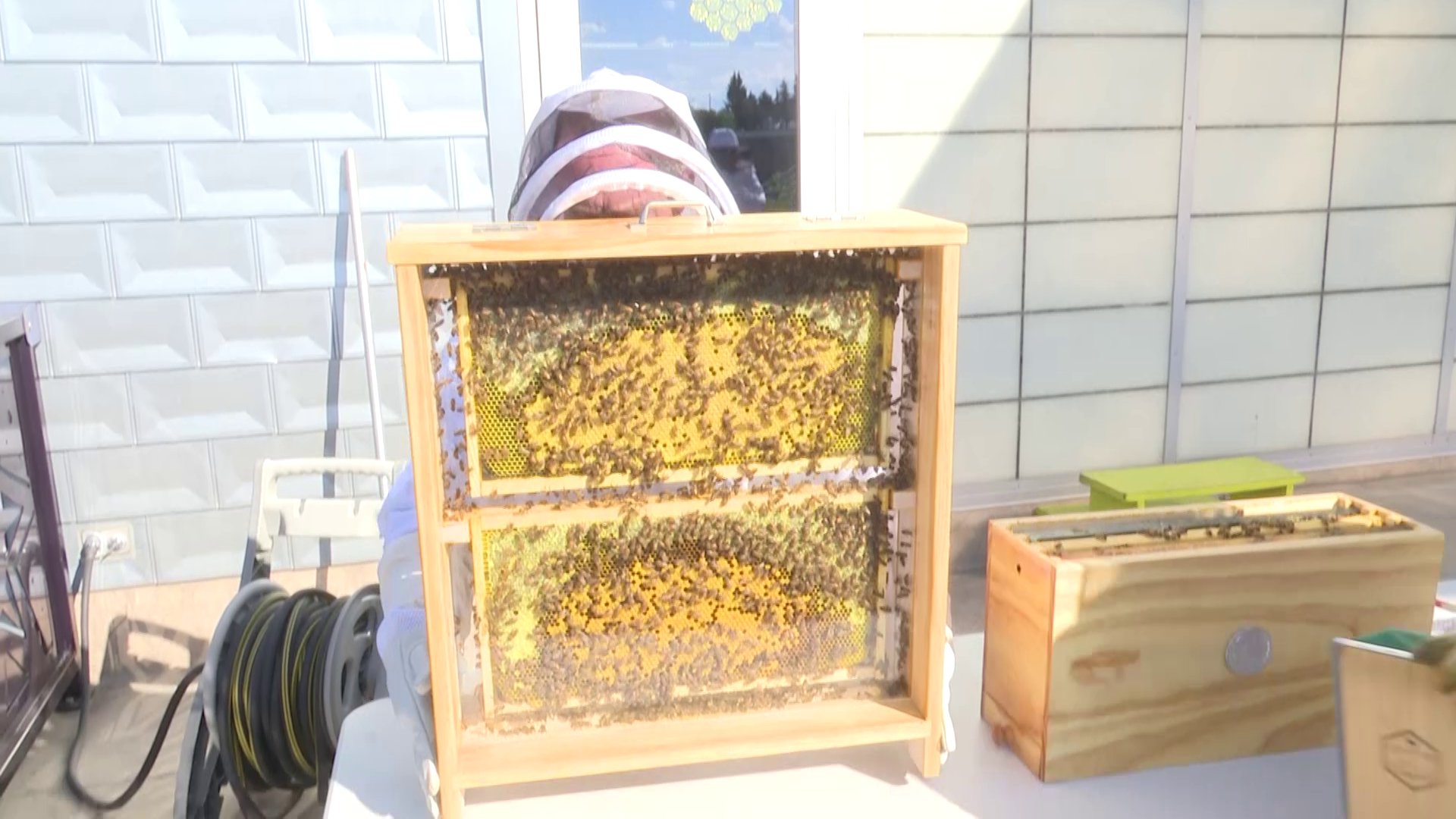 ExplorationWorks unveils bee exhibit