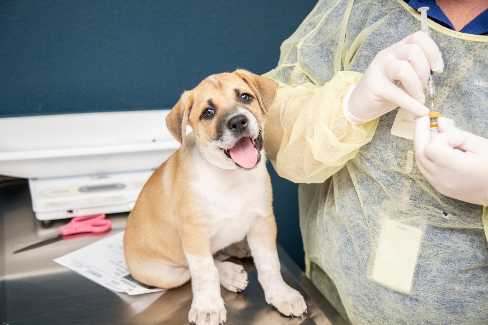 Dog Shots Vaccine