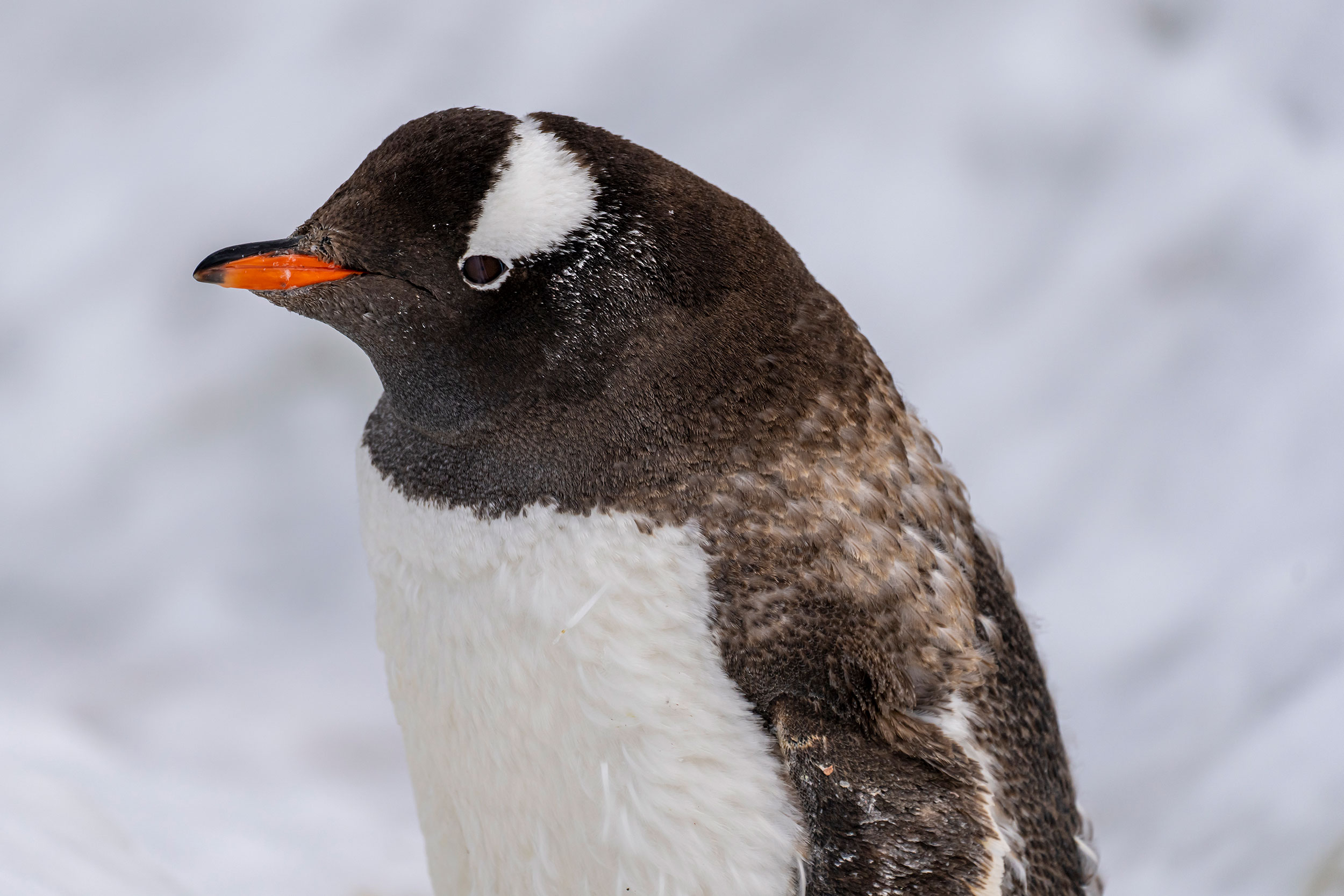 Gentoo Penguin
