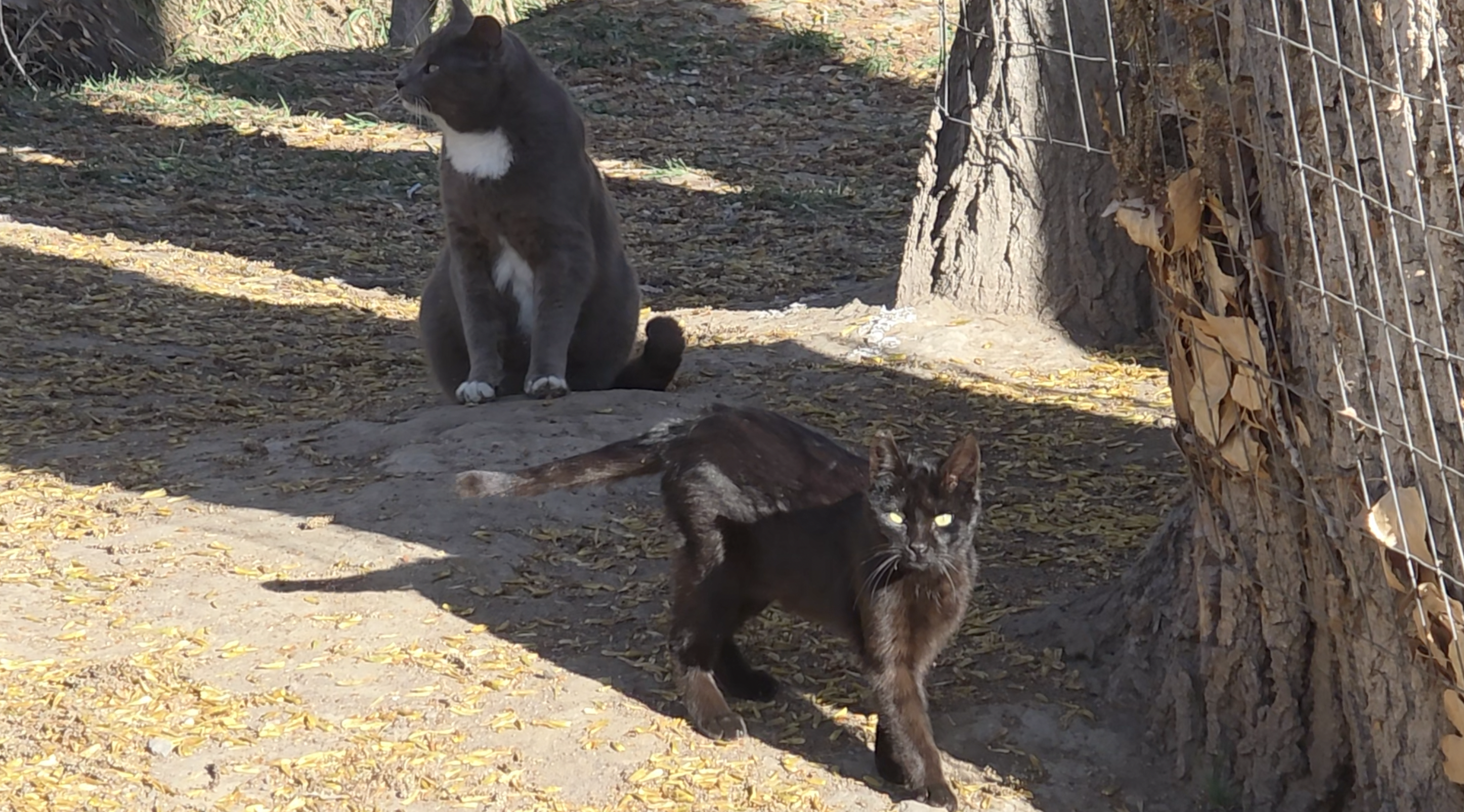 Local groups lower Rock Creek Canyon feral cat numbers, but more keep arriving