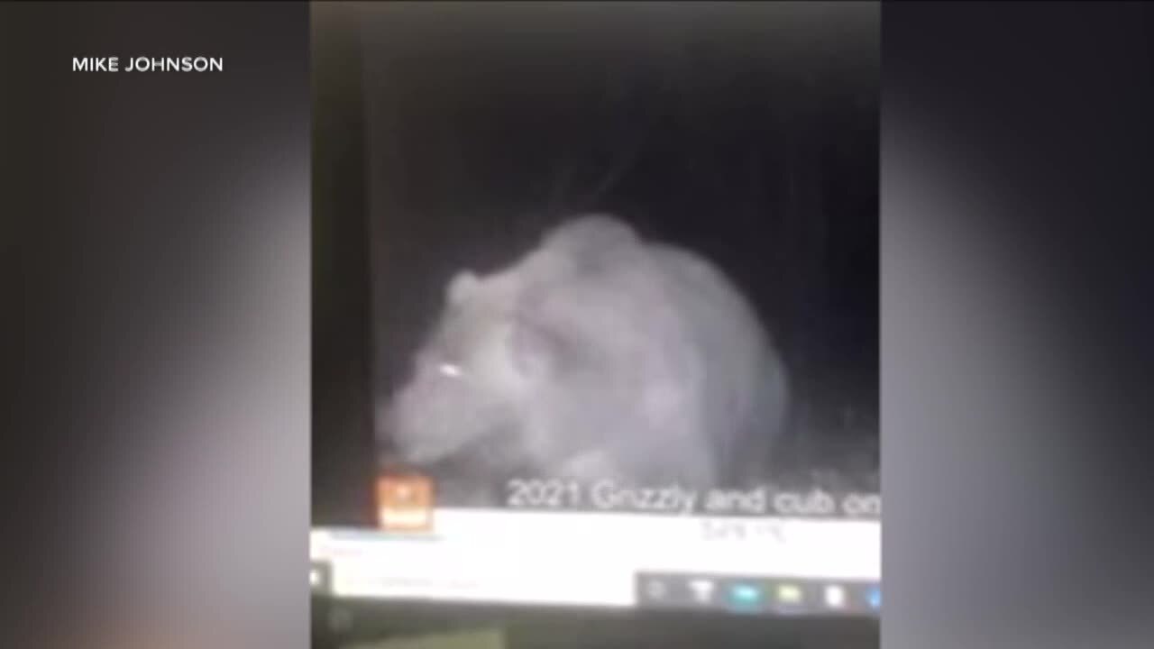 FWP Missoula Grizzly