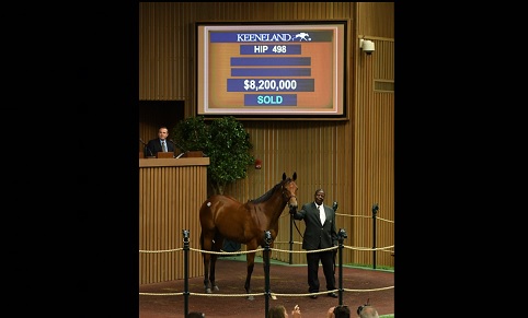 2019 $8.2 million filly.jpg
