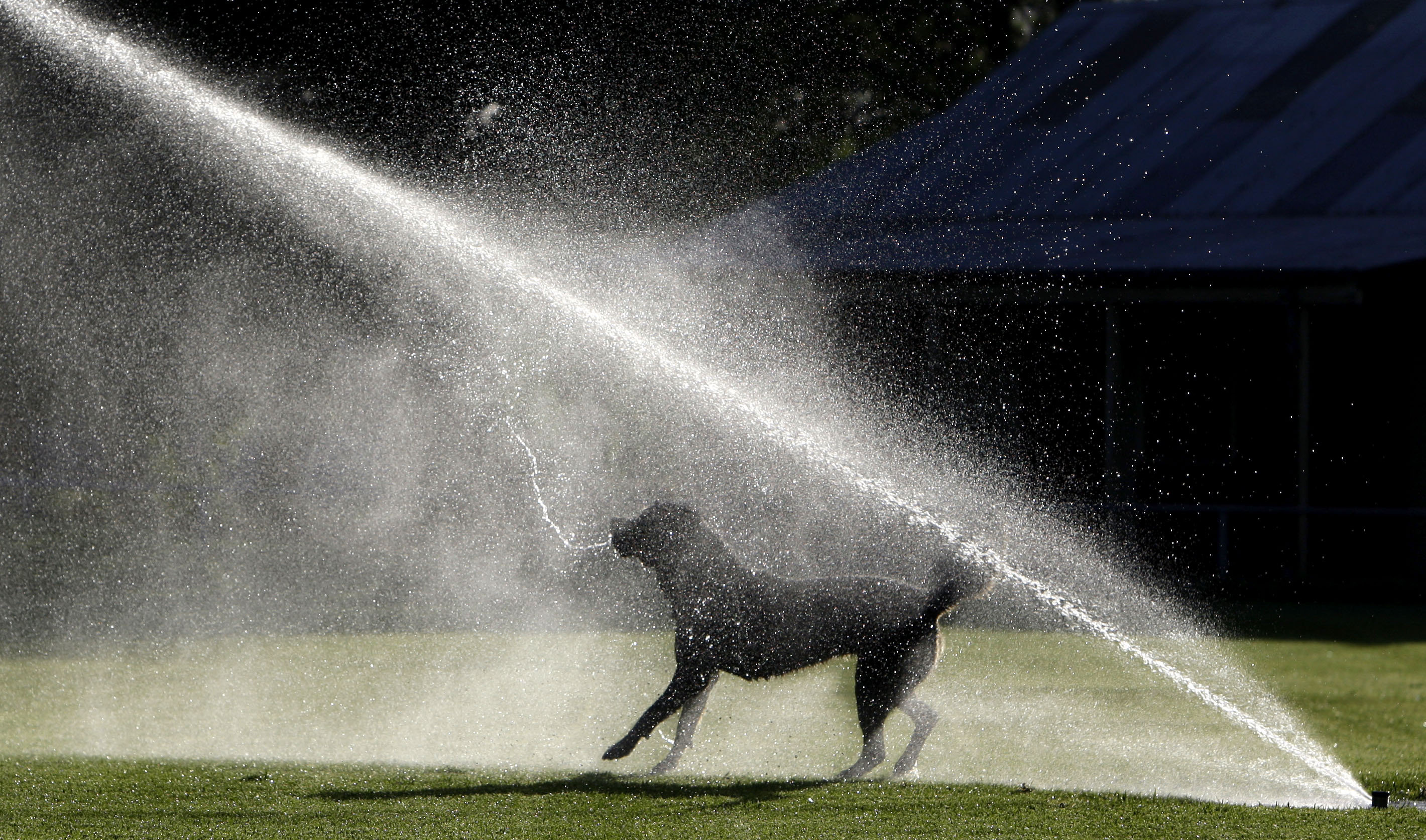 Australia Dog Sprinkler