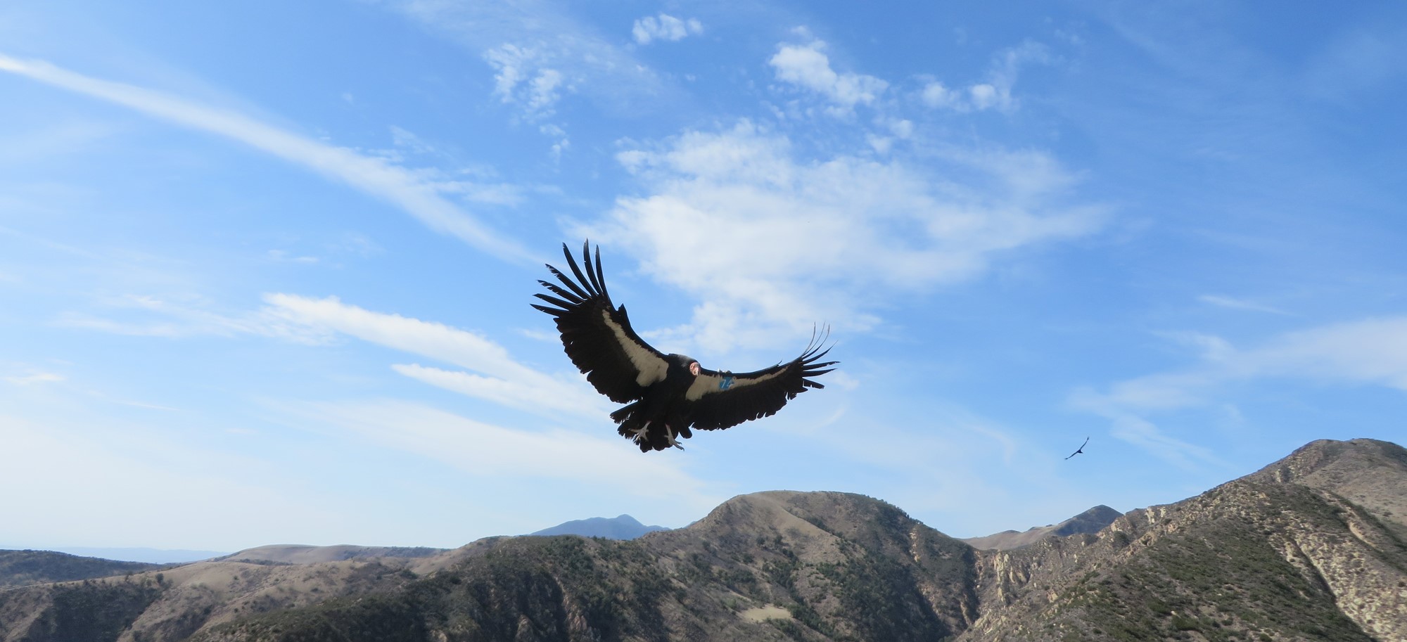 condor 374.jpg
