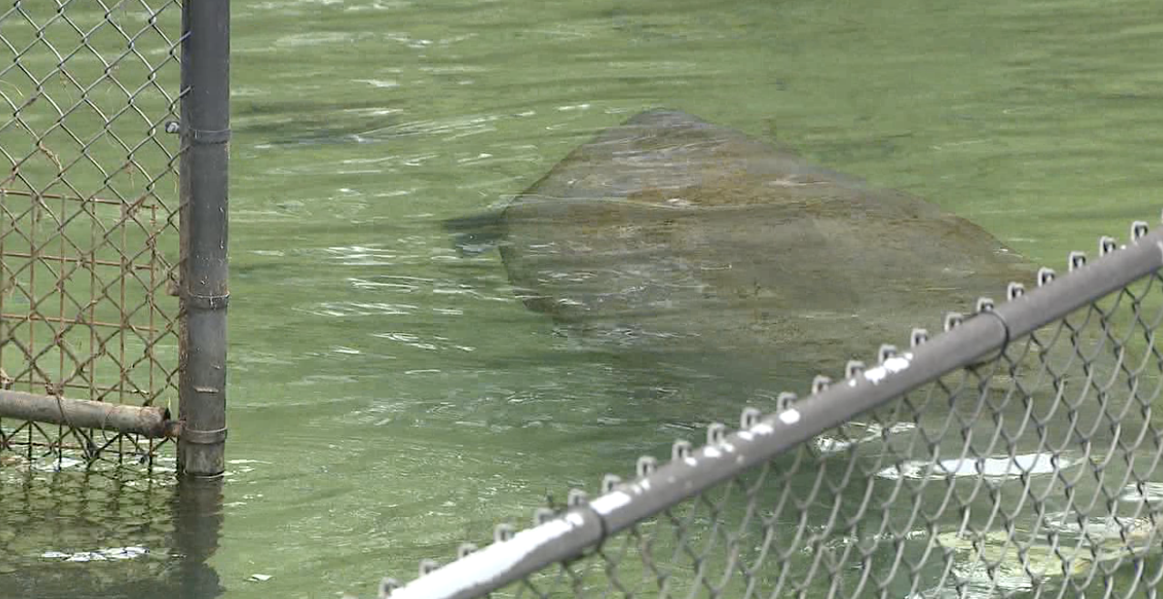 Manatee death Homosassa Springs