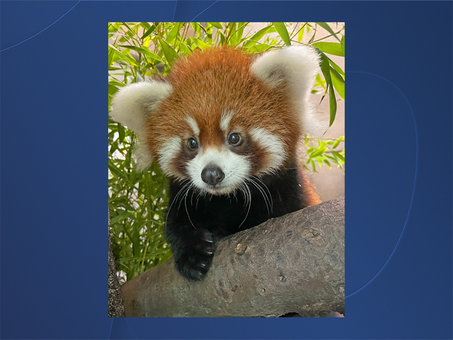 red_panda_pavitra_sd_zoo.jpg