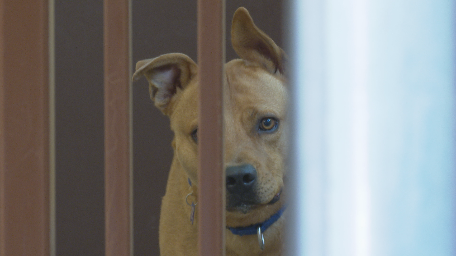 PAWS for Life says that, because they are a private organization, most strays are dropped of by citizens wanting to help