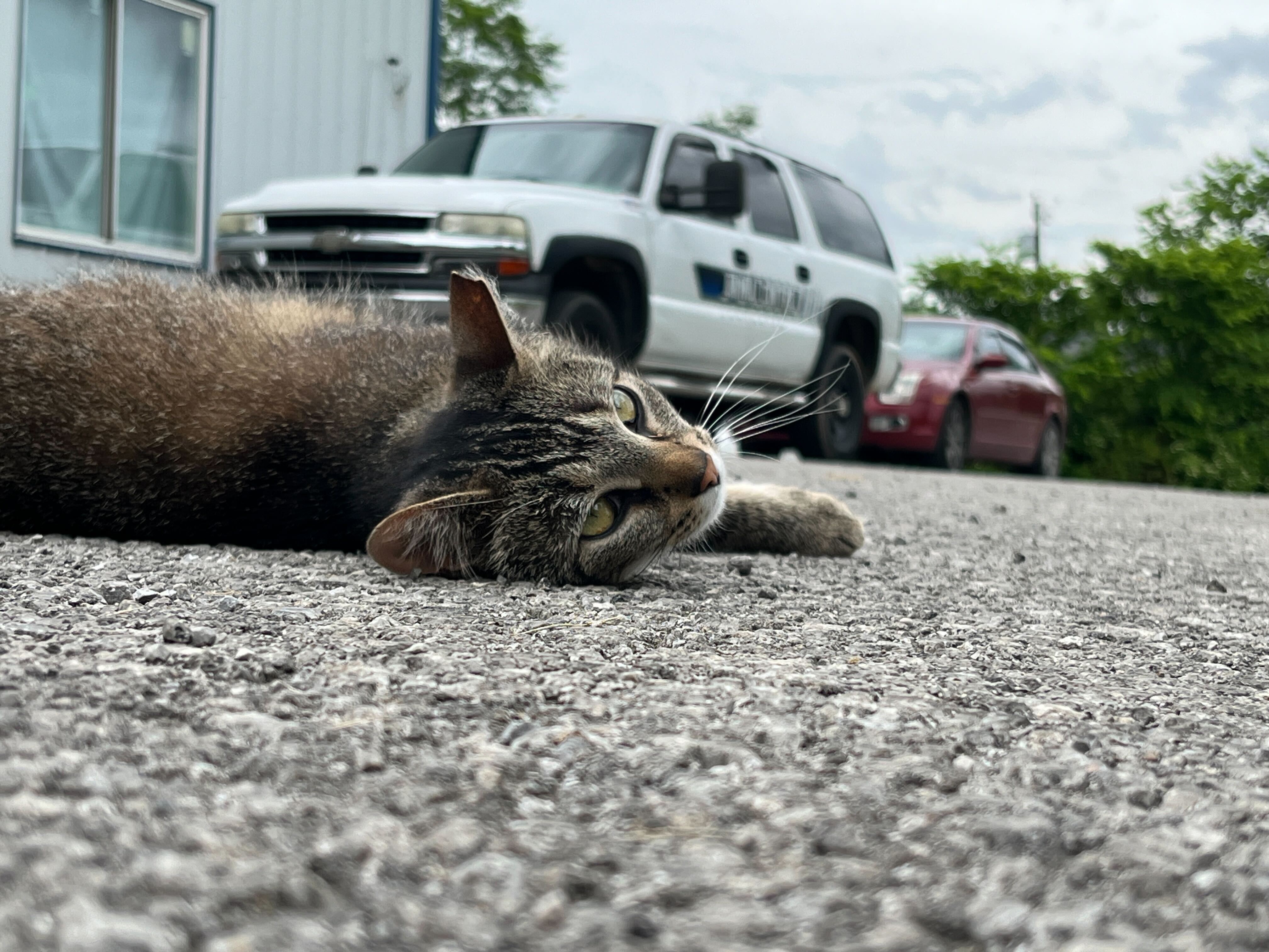 Animal Shelter Code Red