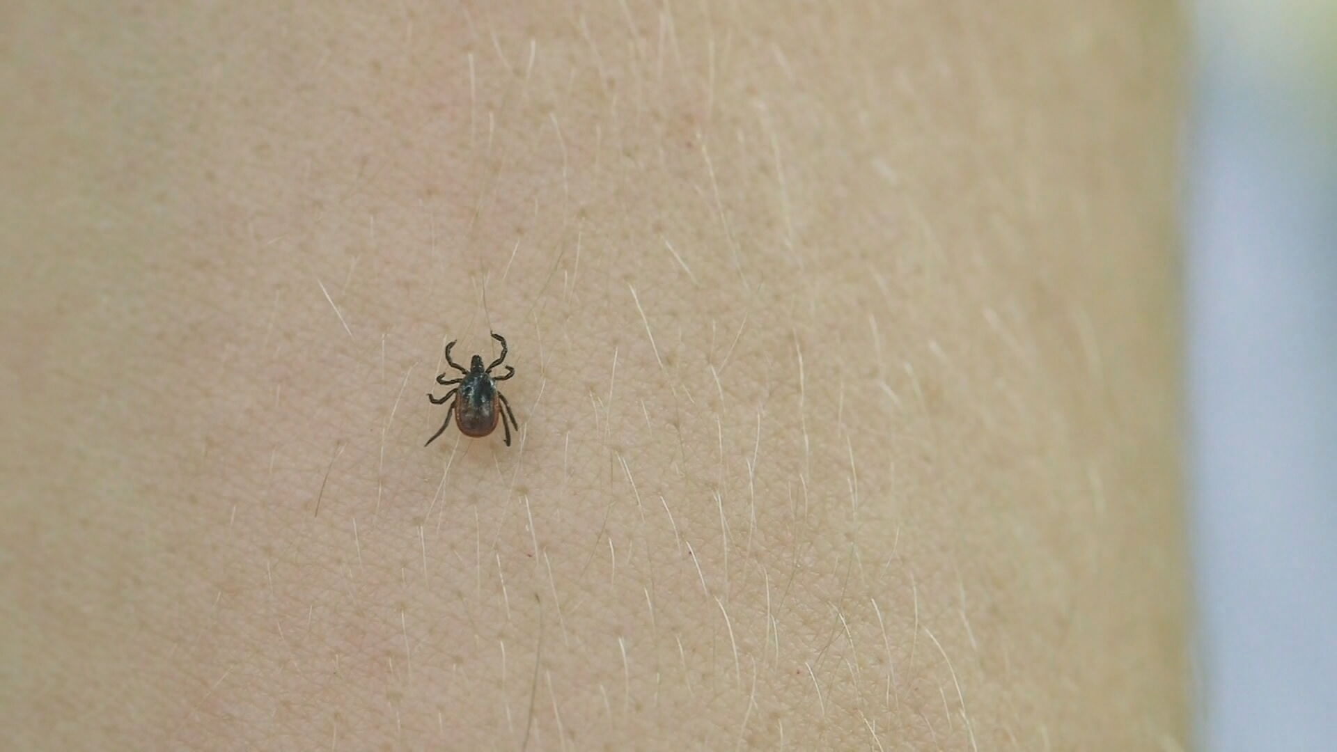 tick