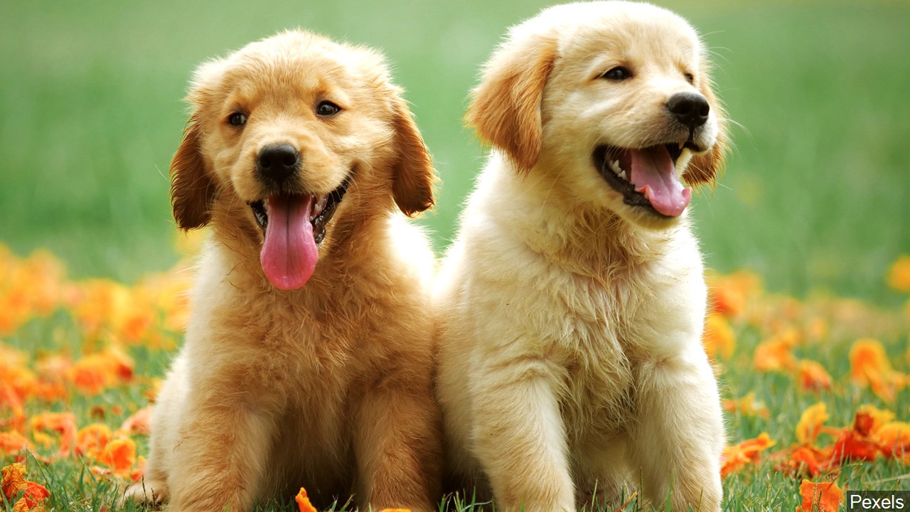 Nueces County Animal Services sponsoring pet vaccination clinics - Vimarsana News