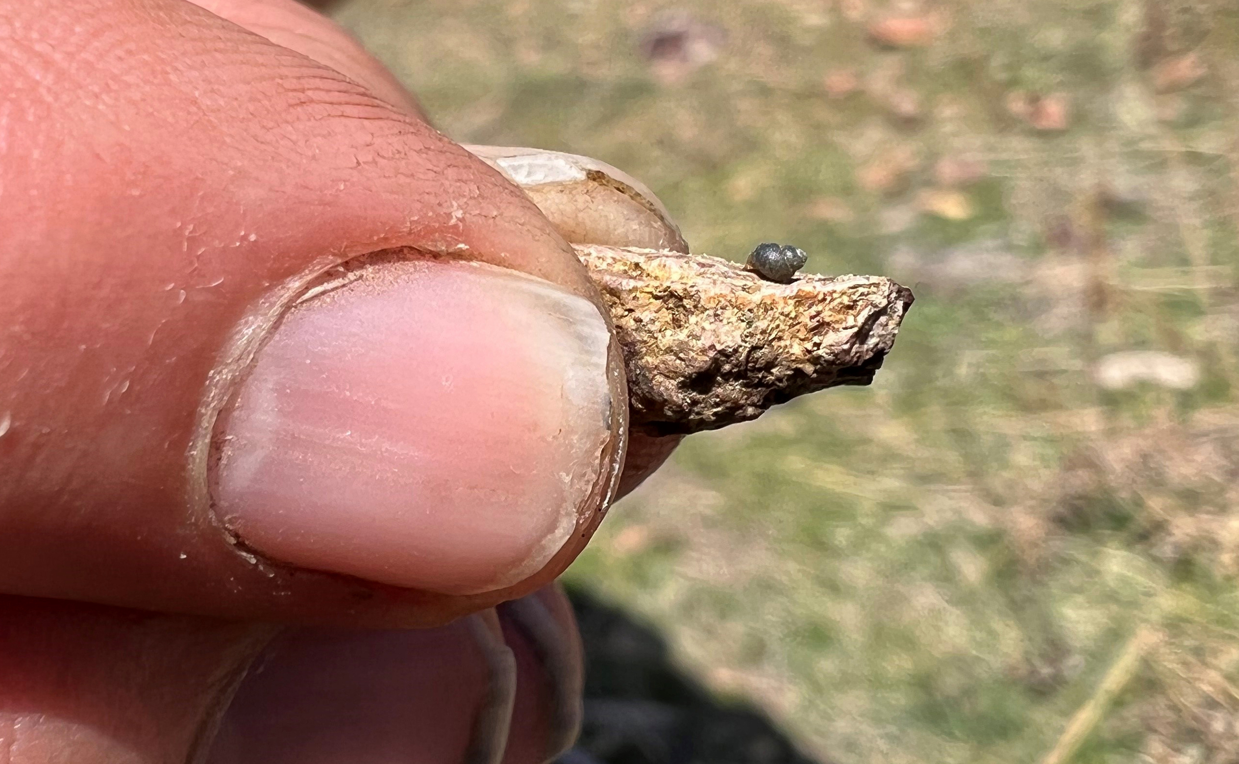 Lithium Mine-Rare Snail