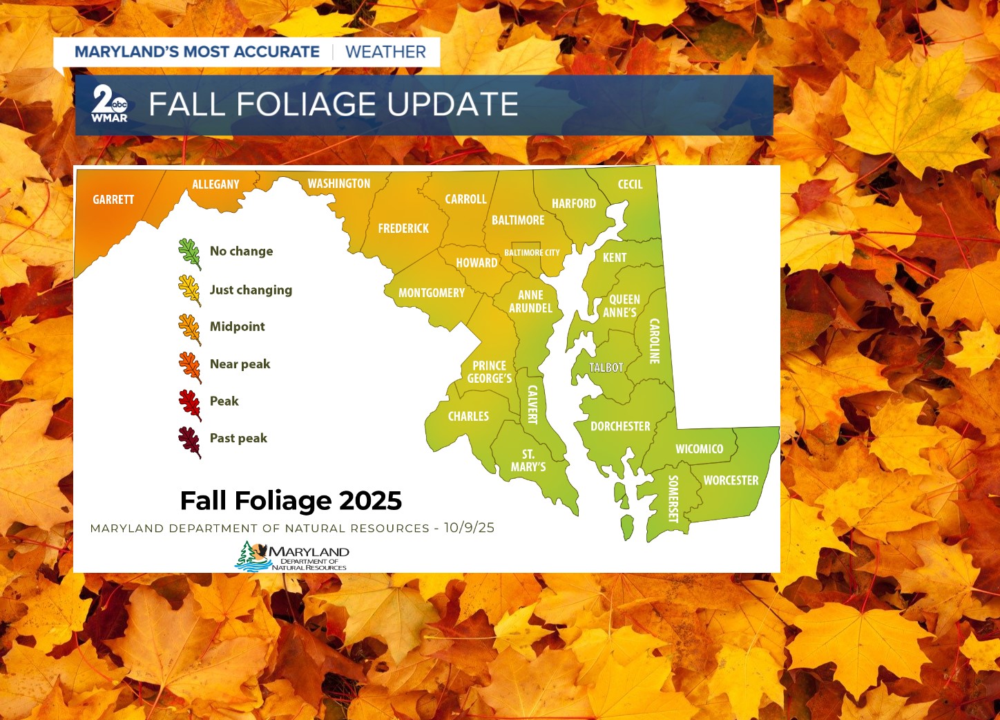 fall foliage.jpg