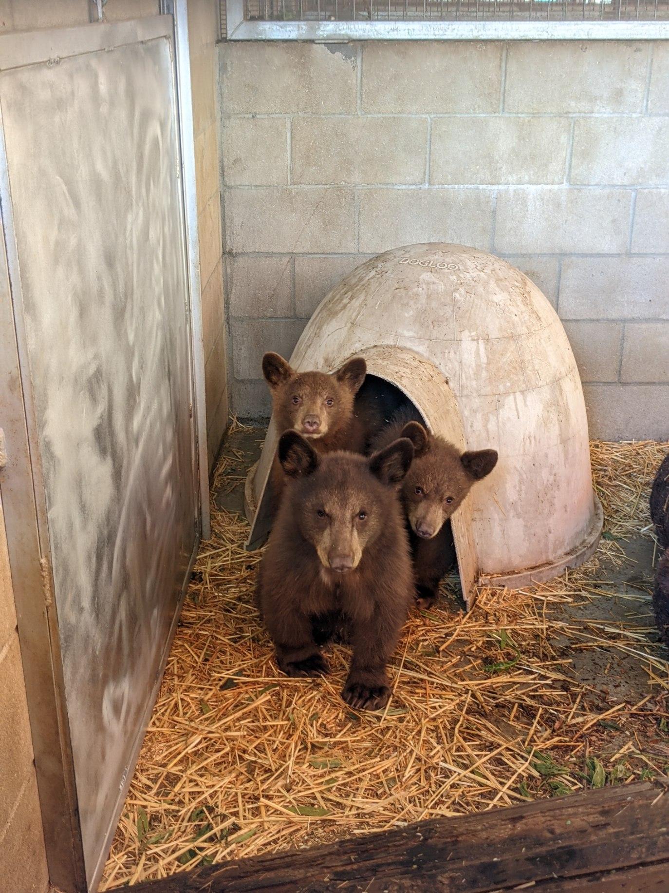 Bear cubs