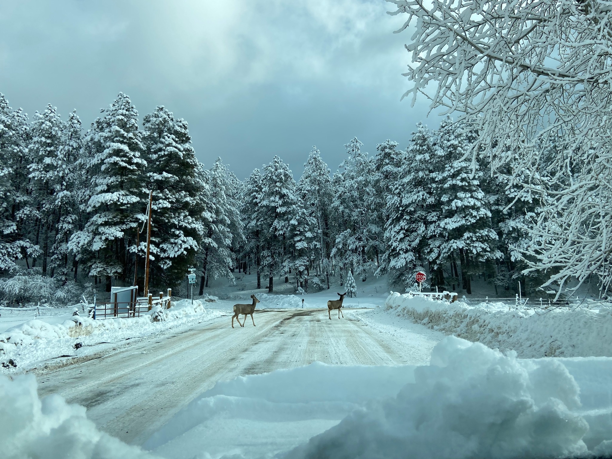 Lisa Eckert_deer in bayfield