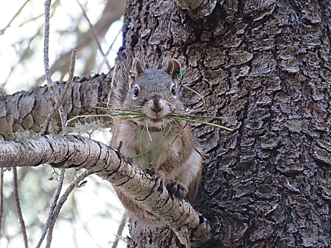 KNXV Mount Graham Red Squirrel Protection