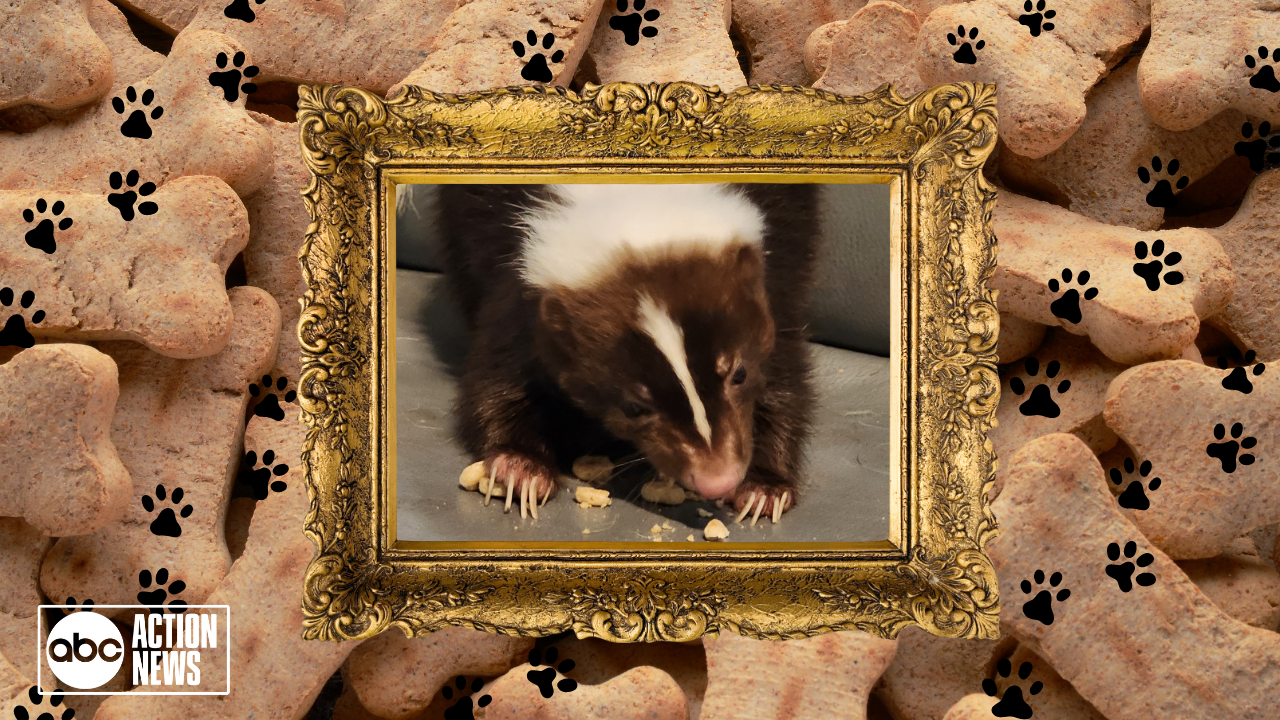 Rescues in Action: Emily