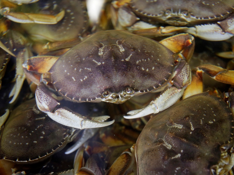 dungeness_crab_ap.jpg