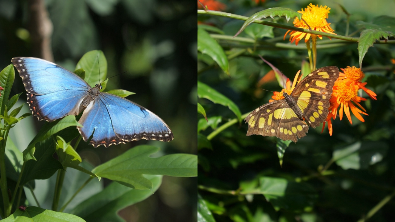 Butterfly Wonderland in Scottsdale.png