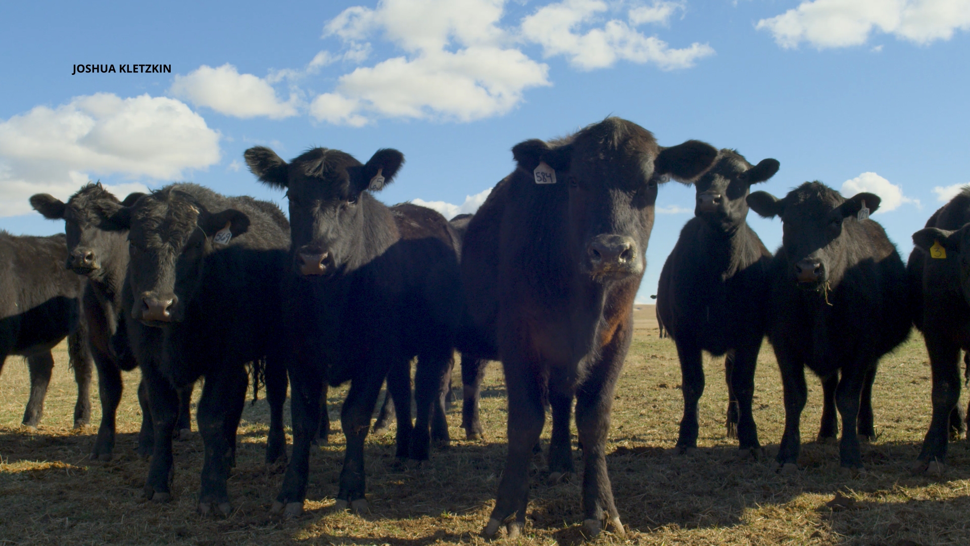 Montana Prime Meats brings ranch-to-table beef to Billings customers