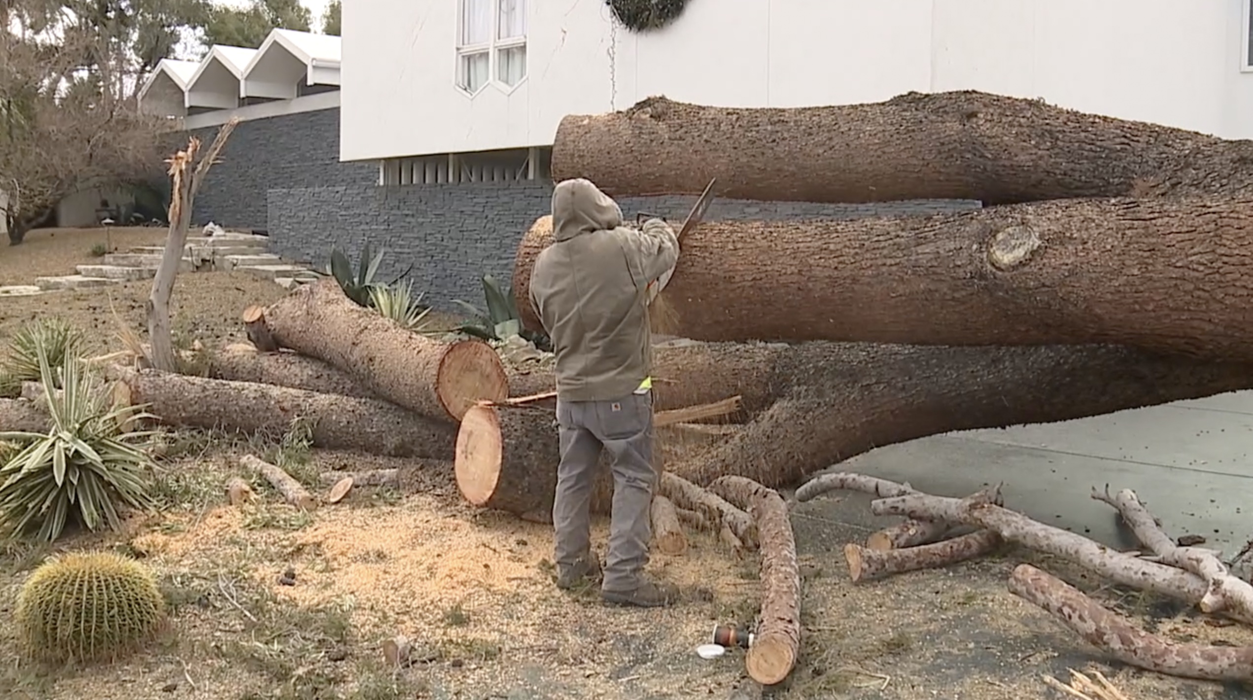 Can you save an uprooted tree?
