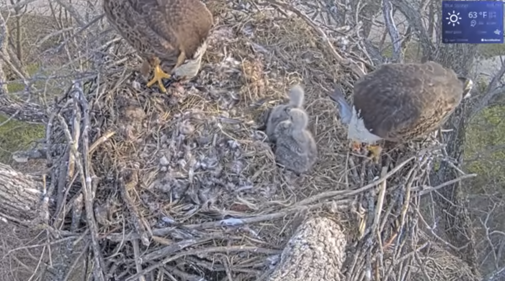 Scout and Ranger? Chief and Royal? Vote to name the Blue Springs eaglets