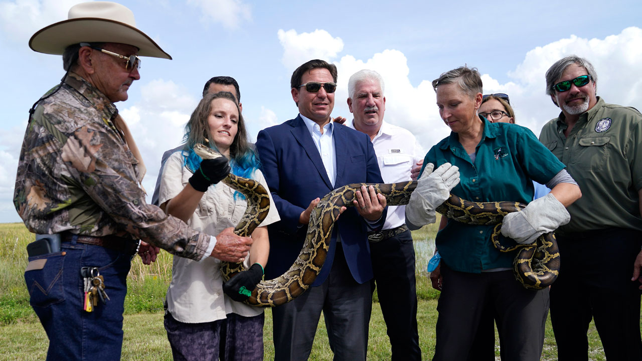Florida Gov. Ron DeSantis, center, holds a Burmese python at a media event, Thursday, June 16, 2022, where he announced that registration for the 2022 Florida Python Challenge has opened for the annual 10-day event to be held Aug 5-14, in Miami. 